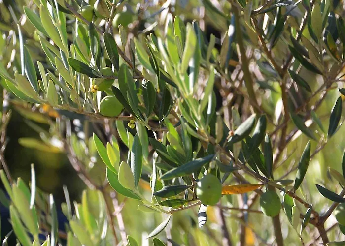 Guest house Campagne La Forge Valensole